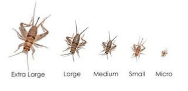Feeder Crickets S (Pack of approx. 60pcs)